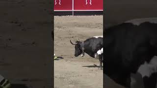 JUEGO DE TRONOS DE ONDA RECORDATORIO toros torosvalientes festejopopular [upl. by Norby]