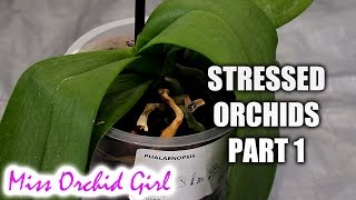 Rejuvenating stressed Orchids Part 1  Limp leathery leaves [upl. by Irec]