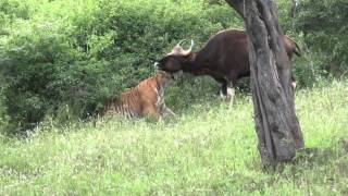 Rarest video of a tiger killing a gaur [upl. by Amsirahc499]