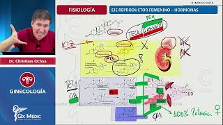 Fisiología HORMONAS ESTROGENO Y PROGESTERONA [upl. by Karlise]