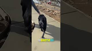 USTA VETERİNERİN DAHİCE FİKRİ 🐕 [upl. by Rodman]