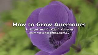 How to Plant Anemone BulbsCorms  St Brigid and De caen varieties [upl. by Luisa]