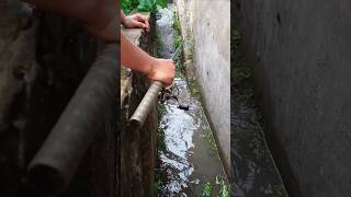 Mancing Di Pinggir Jalan raya dapat ikan korban banjir [upl. by Eremihc]