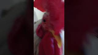 My chicken singing🐓🐓 [upl. by Khai]