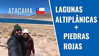 Visitamos as Lagunas Altiplânicas e as Piedras Rojas  Atacama 🇨🇱 [upl. by Ennaer]