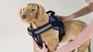 Dogline Unimax multi purpose harness fitting with chest plate [upl. by Arfihs]