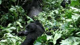 Silverback mountain gorilla pulls down tree with one arm [upl. by Ahsier306]