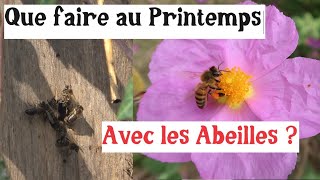 Comment avoir des abeilles  Et autres activités de printemps [upl. by Almallah]