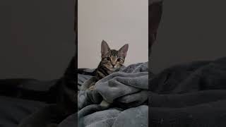 How my cat approaches me for cuddles 🤣 cats kittens [upl. by Htebesile]