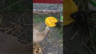 Wspomnienia z lęgów 2023  cz 29 kaczki ducks biegusy runnerducks ducklings [upl. by Ylluz]