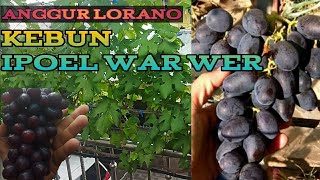 BUAH ANGGUR LORRANO DI KEBUN IPOEL WARWER [upl. by Manton953]