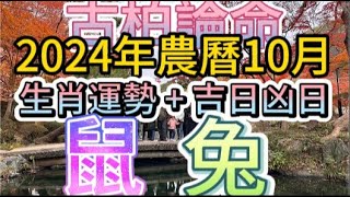 【古柏論命每月運勢吉日凶日】2024年農曆10月陽曆111  1130生肖運勢分享  鼠＋兔 [upl. by Ahtimat]