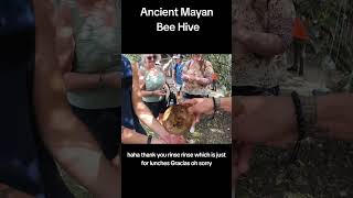 Ancient Mayan Bee Hive For Honey In Mayan Village Yucatan Mexico Melipona Bee [upl. by Blum]