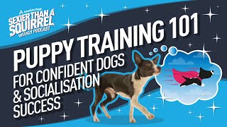 Puppy Training 101 Raising Confident Dogs amp Socialisation Success [upl. by Dasha]