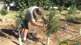 Backyard Orchard Demo  First Summer Pruning [upl. by Elahcar]