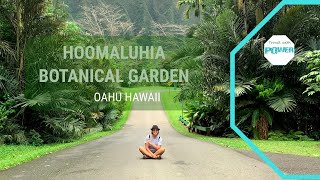 Hoomaluhia Botanical Garden  Oahu Hawaii  Oahu Island  Hawaii 2020 [upl. by Jaella432]