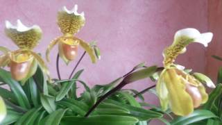 Sabatetes dArenys Paphiopedilum insigne Zapatitos de Venus Orquidea [upl. by Etirugram407]