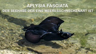 APLYSIA FASCIATA – DER SEEHASE DER EINE MEERESSCHNECKENART IST [upl. by Henning]