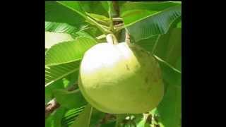 Chalta Fruit Health Benefits [upl. by Datha]