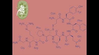 Vasopresina Hormona Antidiurética [upl. by Leber]