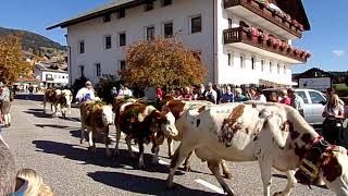 Almabtrieb in Terenten  Südtirol [upl. by Harper997]