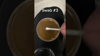 Swabbing gym equipment Part 1 agarplates microbiology [upl. by Erreip]