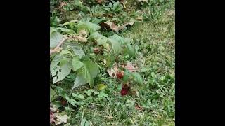 20 Sekunden herbst 20 seconds of autumn nature naturelovers pflanzen plants shorts video [upl. by Haelahk]