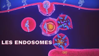 endosomes شرح بالدارجة🔥 [upl. by Sergias]