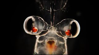 Colors of the euphausiid shrimp from the North Sea [upl. by Peyter]