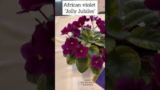 African violet ‘Jolly Jubilee’ africanviolets saintpaulia gesneriad indorplants plants flowers [upl. by Akimert]