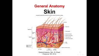 General Anatomy Skin [upl. by Ahscrop]