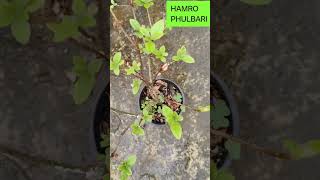 HOW TO REVIVE DYING AZALEA PLANT [upl. by Eremaj574]