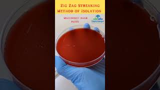 Zig Zag Streaking Method Nutrient Macconkey Agar plate Microbiology Shorts bacteria Viruses [upl. by Kenji]