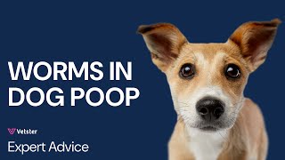 What Do Worms In Dog Poop Look Like Deworming Tapeworm Roundworm Hookworm and More [upl. by Ettenal]