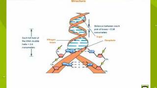 Deoxyribonucleic Acid [upl. by Gleason]