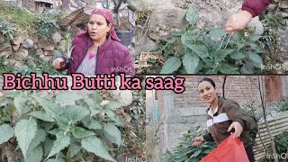 Nettle LeafBichhu Butti Traditional Recipe In Kinnaur HP culture traditional nettleleaf [upl. by Erna]