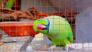 Charming Green Parrot Posing Behind BarsNaturePlusBeauty [upl. by Rodger]