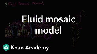 Fluid mosaic model of cell membranes  Biology  Khan Academy [upl. by Doralyn]