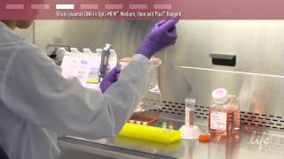 Plasmid DNA Transfection Protocol [upl. by Ardnu]