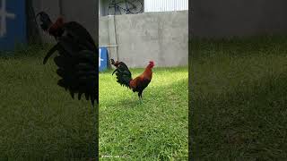 Straight comb yellow legged hatch ytshorts chicken youtube youtuber highlights youtuberchannel [upl. by Melnick]