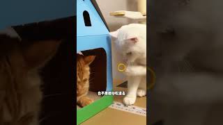 猫咪爱玩的塑料弹簧，一玩一个不吱声猫玩具 逗猫神器 萌宠好物 小猫玩具解闷神器 [upl. by Elboa]