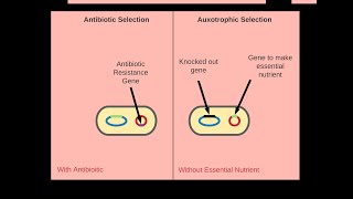 Selectable Markers for Synthetic Biology [upl. by Ttayw60]