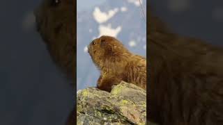 curiosidades animals LAS MARMOTAS [upl. by Marguerita418]