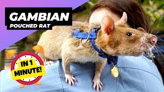 Gambian Pouched Rat 🐀 Tiny Landmine Detectives  1 Minute Animals [upl. by Hahcim786]