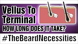 How Long Does It Take Vellus To Turn Terminal  TheBeardnecessities  Ep 22 [upl. by Taber]