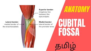 Cubital Fossa 3D Anatomy lecture in tamil  3D animation anatomy lecture [upl. by Clintock472]