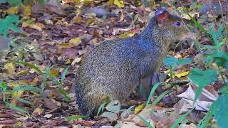 CUTIA jovem DASYPROCTA AGOUTI DASYPROCTA AGUTI E o canto da Chocabarrada [upl. by Kabob]