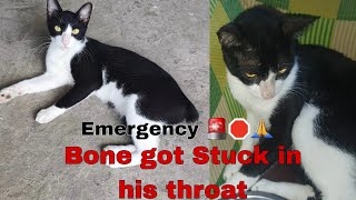 Cat needs your help bone got stuck in his throat 🚨🛑 EMERGENCY [upl. by Martsen]