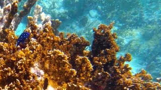 Scuba Diving in the Caribbean GoPro HERO3 Black Tortola amp Norman Island BVI [upl. by Ambros]