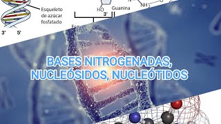 BASES NITROGENADAS NUCLEÓSIDOS NUCLEÓTIDOS 🧬🧪⚗️  Bioquímica I 🪴 [upl. by Edialeda]